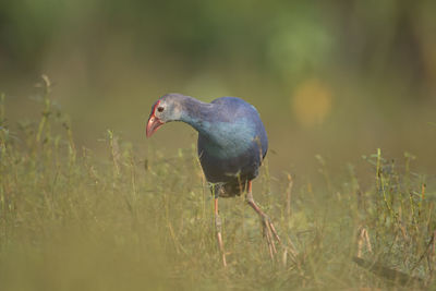 Grey-headed swamphen in lake side