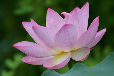 Close-up of pink water lily