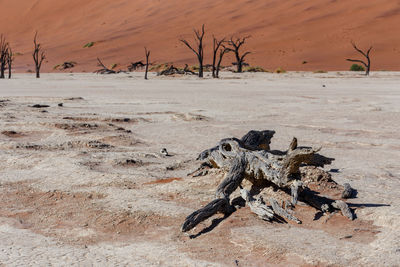 Dead tree on sand in desert