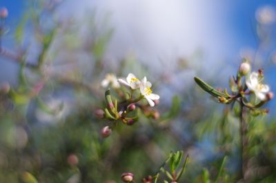 Close-up of flowers blooming on tree