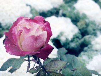 Close-up of pink rose