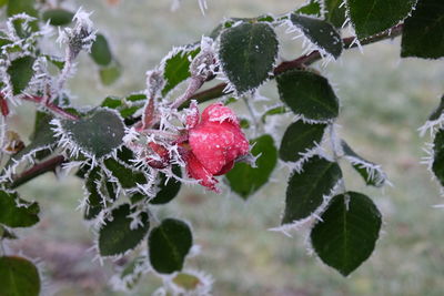 Close-up of berries on tree during winter