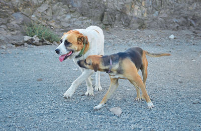 Dog standing on field