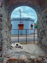 High angle view of dog sitting on wall