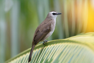 Close-up of bird perching on leaf