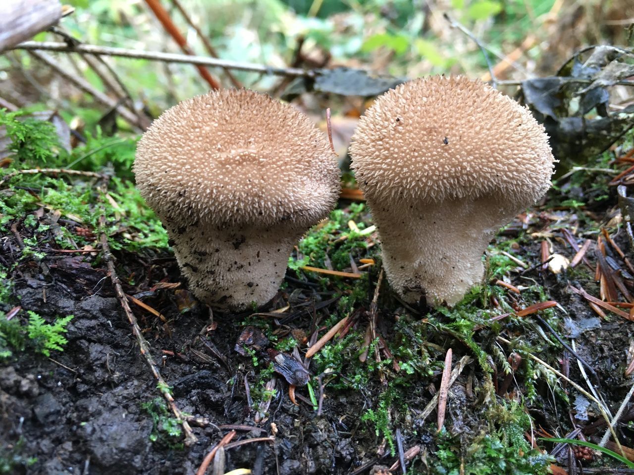 CLOSE-UP OF MUSHROOMS ON FIELD