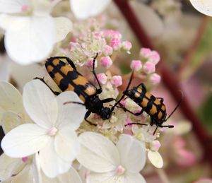 Close-up of insect on flowers