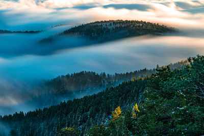 Scenic view of forest against cloudy sky