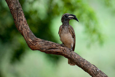 Close-up of bird perching on branch