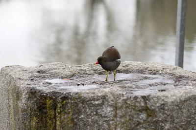 Bird perching on rock