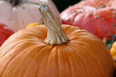 Close-up of pumpkin for sale at market