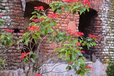 Ivy growing on brick wall