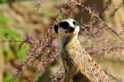 Close-up of an animal looking away