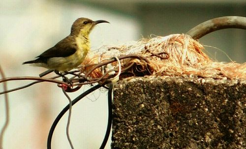 Close-up of bird perching on nest