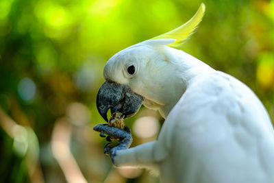 Close-up of parrot eating