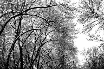 Low angle view of tree against sky