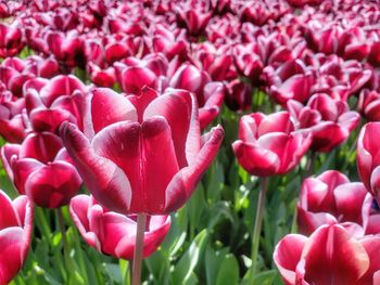 Close-up of pink tulips