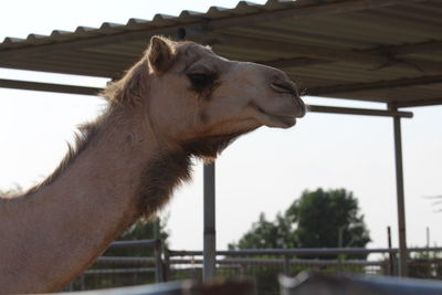 Close-up of horse in ranch