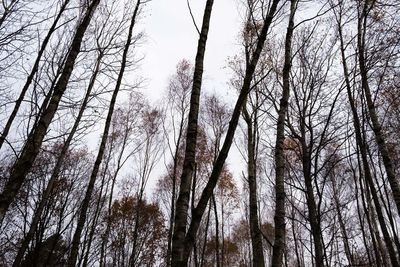 Low angle view of bare trees in forest against sky