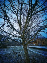 Low angle view of trees against sky