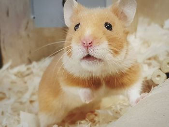 Close-up of hamster