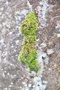Close-up of moss growing on tree trunk
