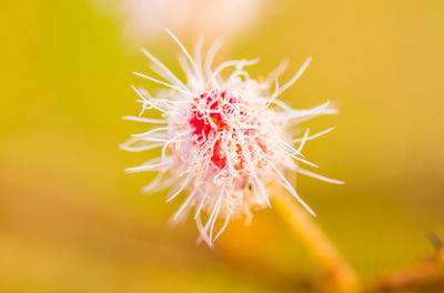 Close-up of flowering plant