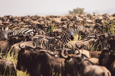 Wildebeest grazing on field