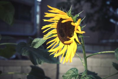 Close-up of sunflower