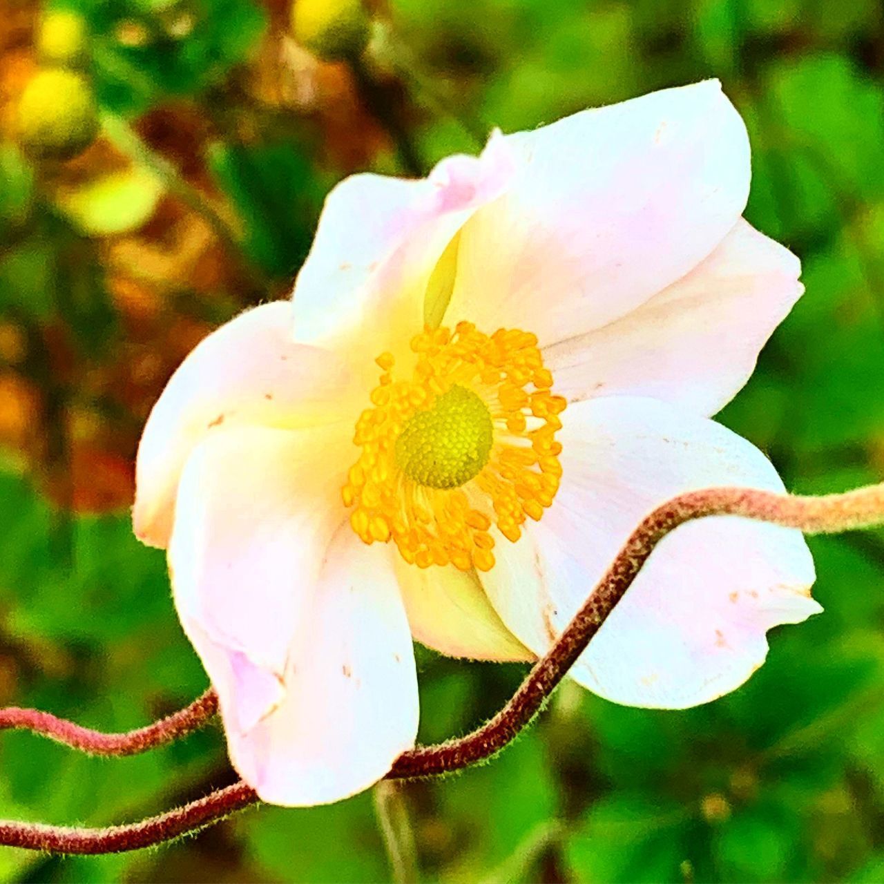 CLOSE-UP OF ROSE FLOWER