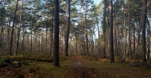 Trees in forest against sky