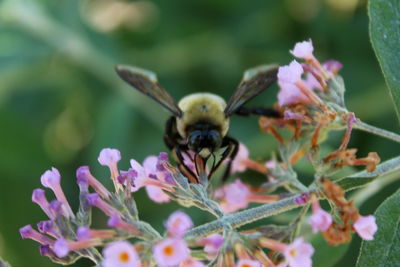 Close-up of bee on purple flowers
