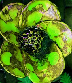 Close-up of green chili peppers on plant