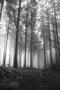 Sunlight streaming through trees in forest