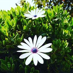 Close-up of white flowers blooming outdoors