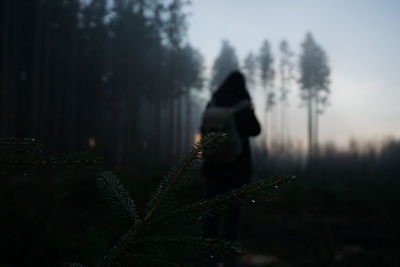 Close-up of plants against trees in forest