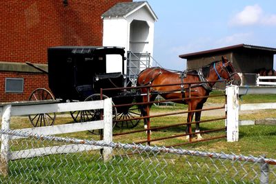 Horse grazing on field