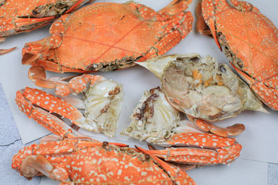 dungeness crab