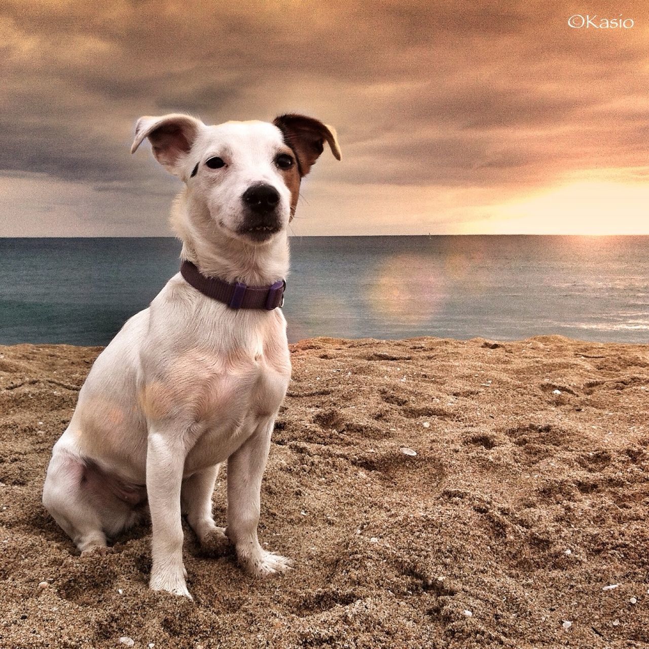 dog, domestic animals, animal themes, mammal, one animal, pets, beach, sea, horizon over water, sky, water, shore, sunset, full length, sand, standing, nature, sunlight, tranquil scene, sitting