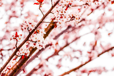 Low angle view of cherry blossom