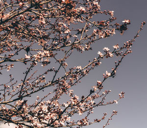 Low angle view of cherry blossoms against clear sky