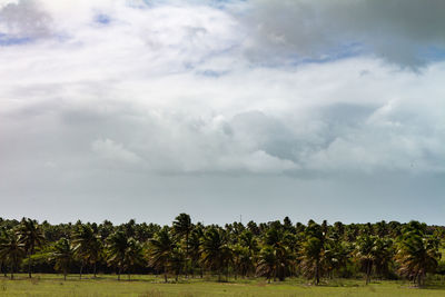 Trees on field against sky