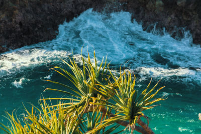 Close-up of plants in sea