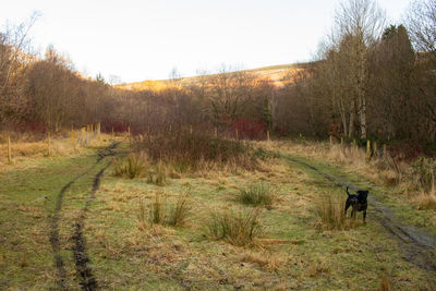 People on field against clear sky during autumn