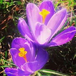 Close-up of purple flowers