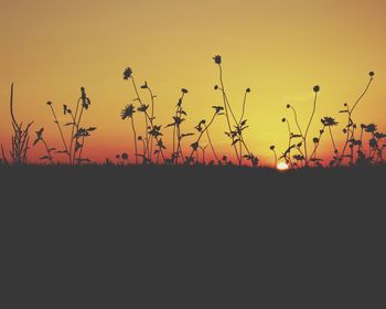 Silhouette birds flying against clear sky at sunset