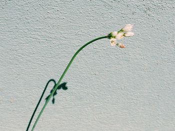 Close-up of flower blooming outdoors