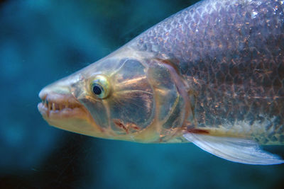 Close-up of fish swimming in tank