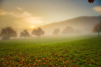 Trees on field against sky during sunset