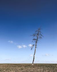 Bare tree on field against sky